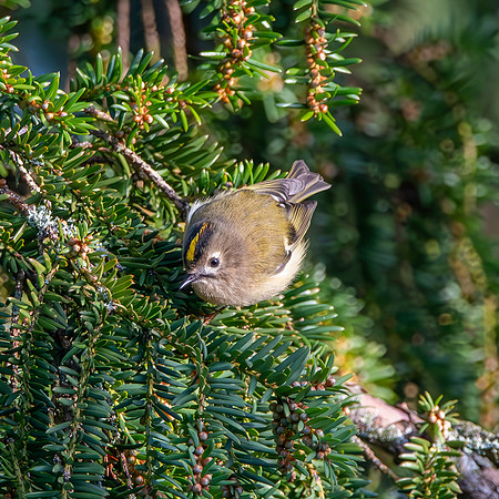 Goldcrest