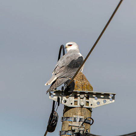 Black winged kite