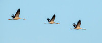 Common crane / Eurasian crane