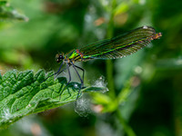 Banded demoiselle, female