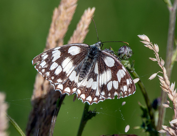 Marbled white