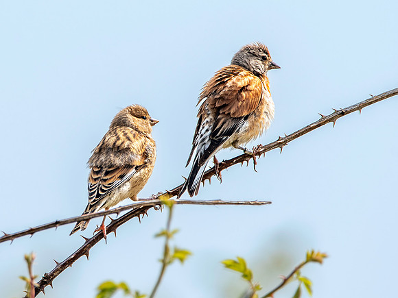 Linnet