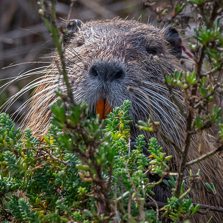Coypu / Nutria