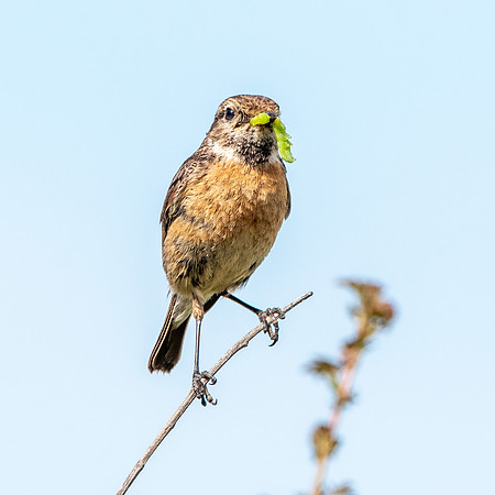 Stonechat, female