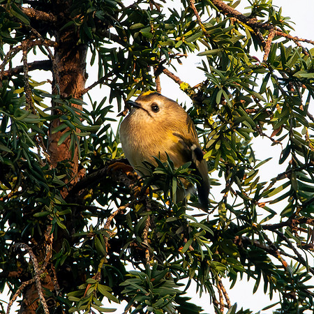 Goldcrest