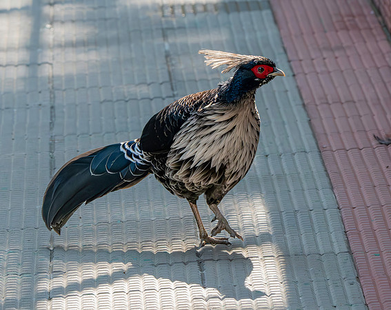 Kalij pheasant, male