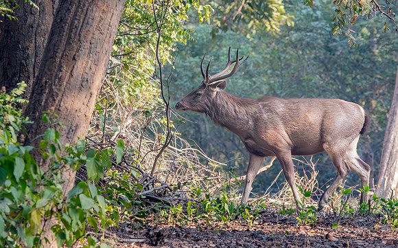 Sambar deer