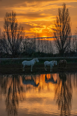 Camargue white horse