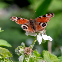 Peacock butterfly