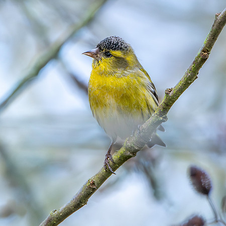 Eurasian siskin