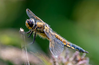 Four spotted chaser