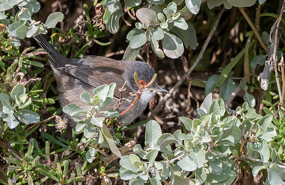 Sardinian warbler
