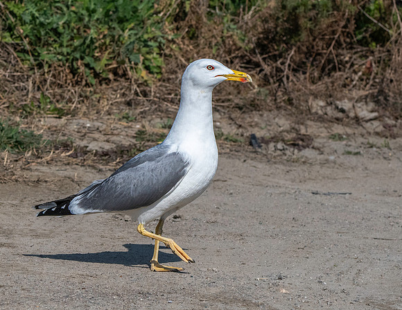 Yellow legged gull