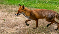 Red fox