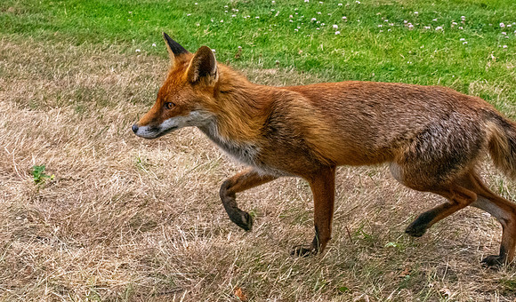 Red fox