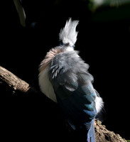 Crested coua