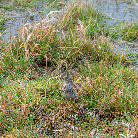 Water pipit