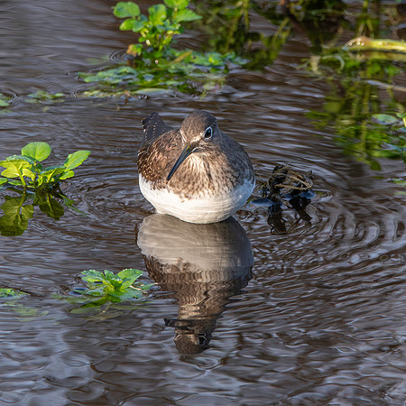 Green sandpiper