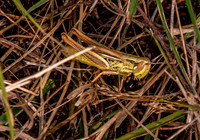 Jersey grasshopper