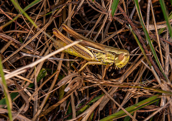 Jersey grasshopper