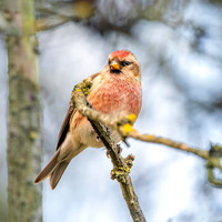 Lesser redpoll