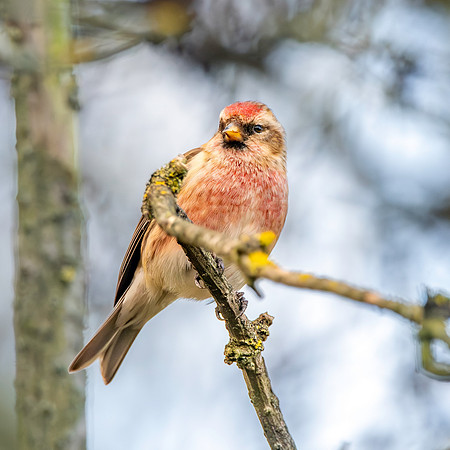 Lesser redpoll