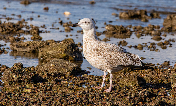 Great black backed gull, immature