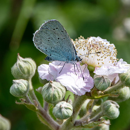 Holly blue
