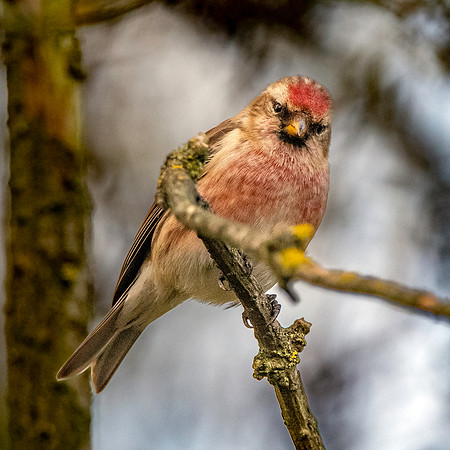 Lesser redpoll