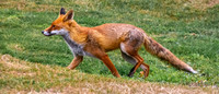 Red fox