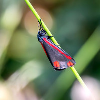 Cinnabar moth