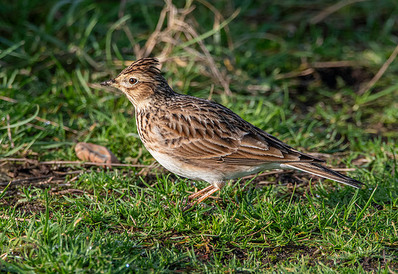 Skylark
