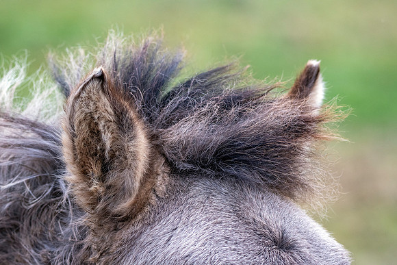 Konik horse