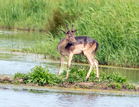 Fallow deer
