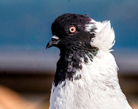 Nun pigeon