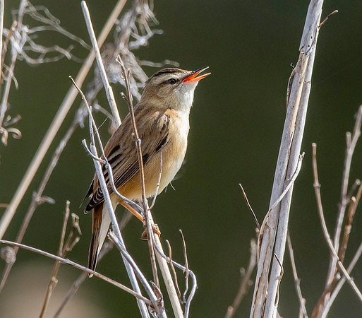 Sedge warbler