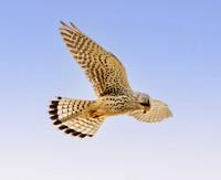Common Eurasian kestrel