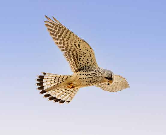 Common Eurasian kestrel