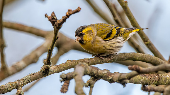 Eurasian siskin