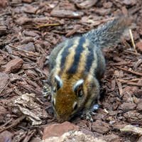 Swinhoe's squirrel