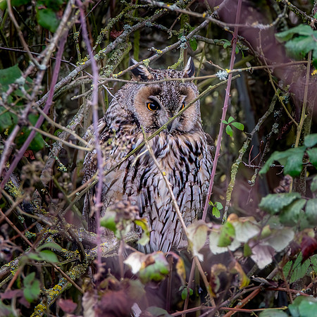 Long eared owl