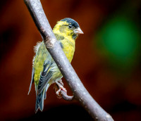 Black chinned siskin