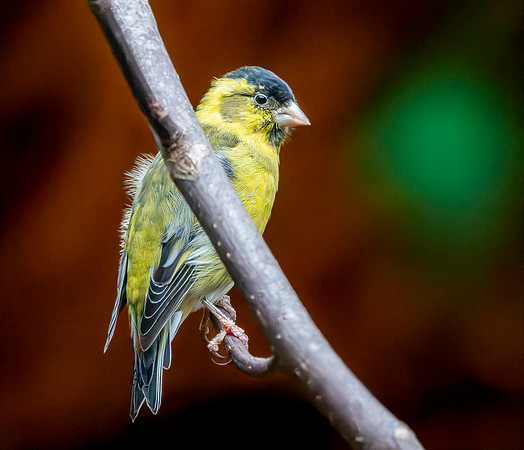 Black chinned siskin, male