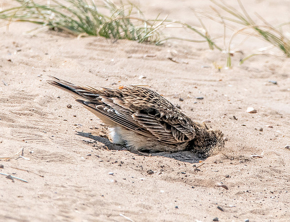 Skylark, sandbath