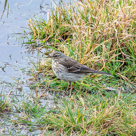 Water pipit