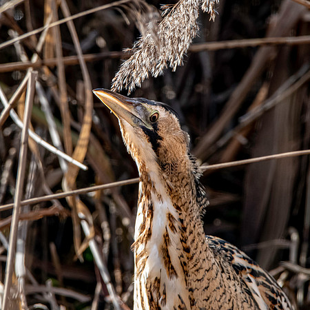 Great bittern