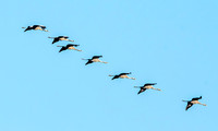 Common crane / Eurasian crane