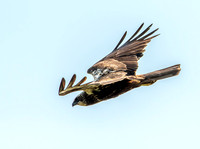 Marsh harrier