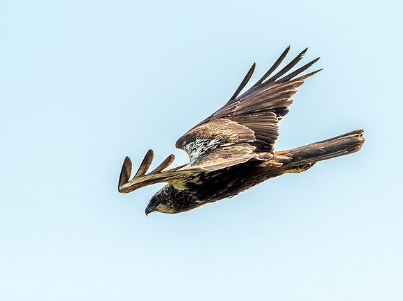Marsh harrier