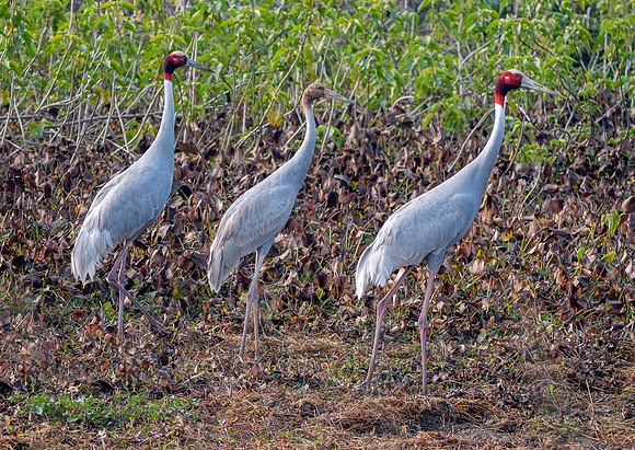 Sarus crane family